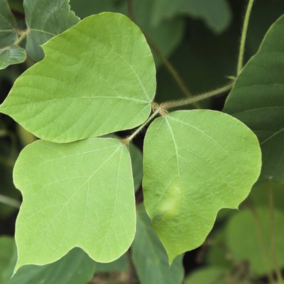 Kudzu