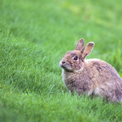 Rabbit in a field