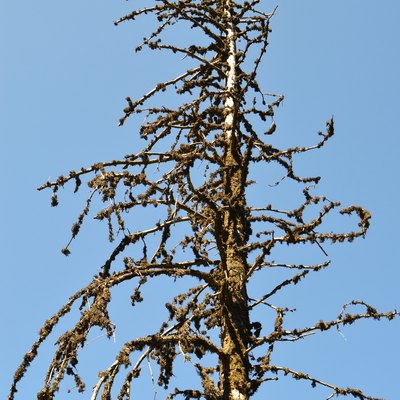 Skeleton of dead spruce tree