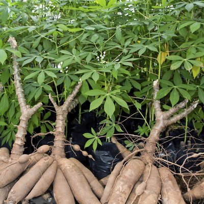 Tapioca Plants Cassava