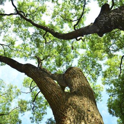 Look up at lush foliage camphor trees