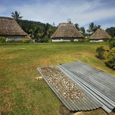 Kava root drying in Navala village, Viti Levu island, Fiji
