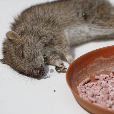 dead rat