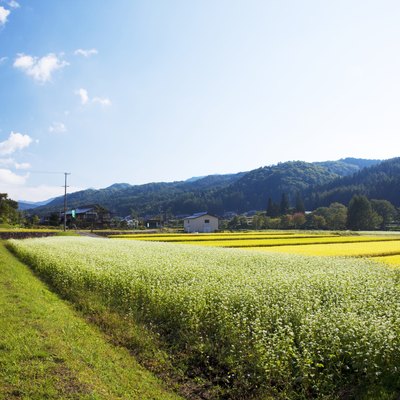 Buckwheat and rice field, Nagano Prefecture, Honshu, Japan