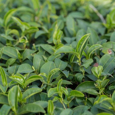 tea tree plantation
