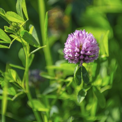 Trifolium pratense - Red clover in late summer sun