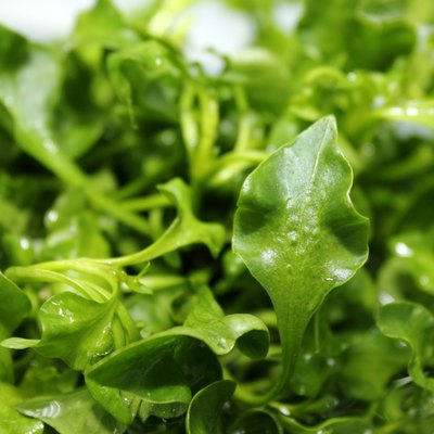 Fresh Watercress