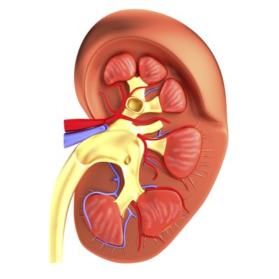 kidney