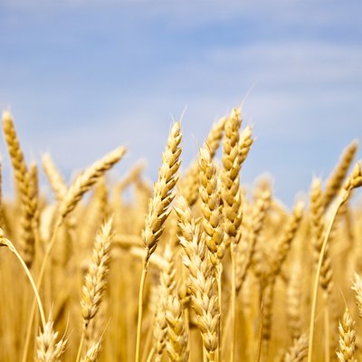 wheat field