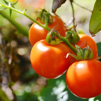 Fresh tomatoes