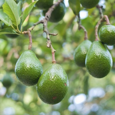 Avocado in the tree