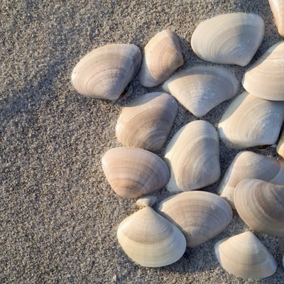 Close-up of a cluster of small clam shells on the beach.