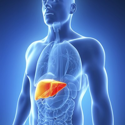 human liver