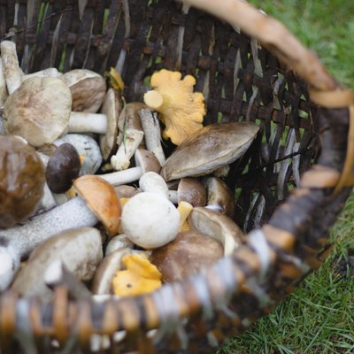 Pannier full of forest mushroms