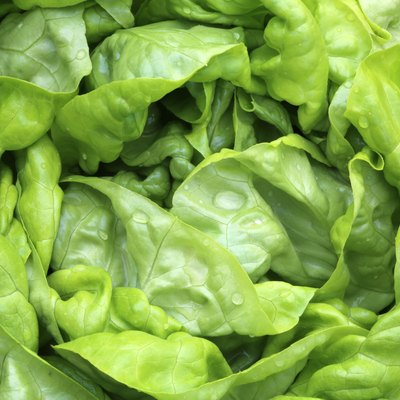 Butterhead Lettuce