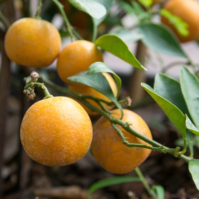oranges on tree
