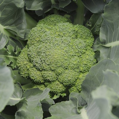 Close up of broccoli plant, Hyogo Prefecture, Honshu, Japan