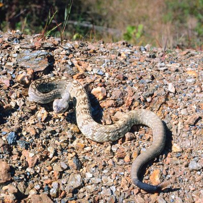 Black-tailed rattlesnake in desert