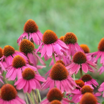 Echinacea - Purple Coneflower