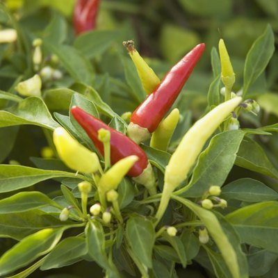 Close-up of banana peppers