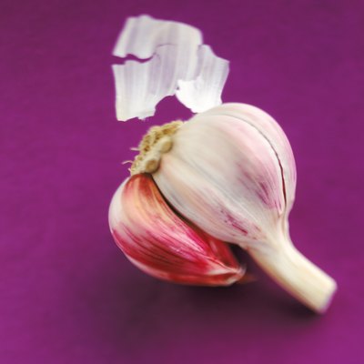 Bulb of garlic clove on purple background, close-up
