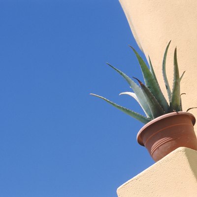 Aloevera plant potted in pot, low angle view