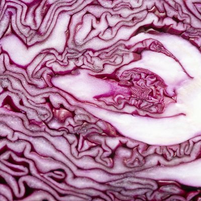 Cabbage cross-section