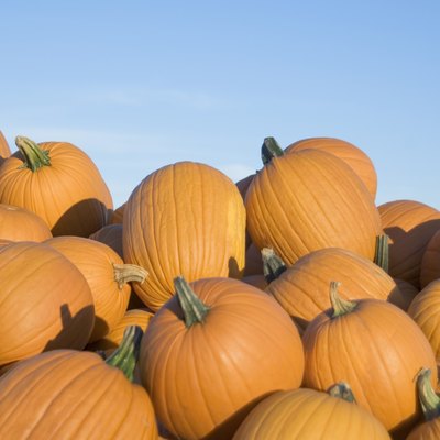 Pile of pumpkins