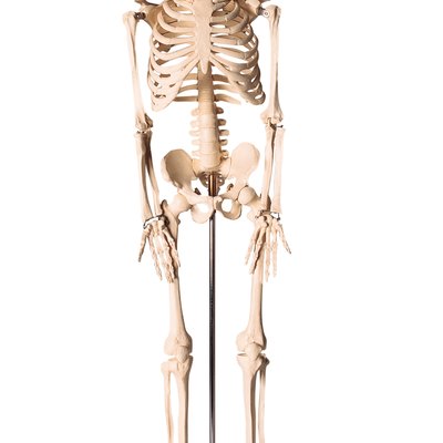 Human skeleton
