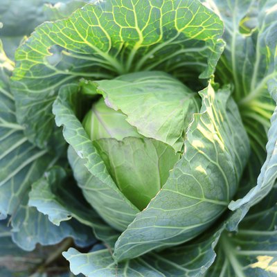 Fresh cabbage