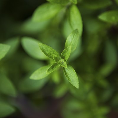 Stevia - the plant sweeter than sugar