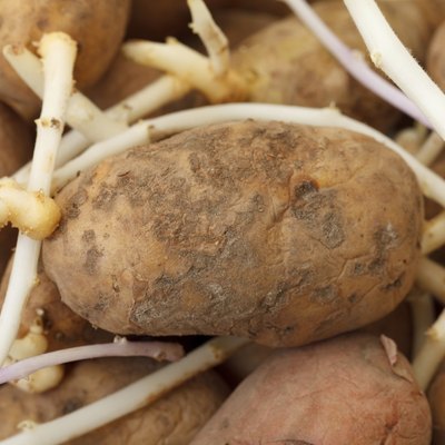 sprouting potatoes