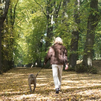 Mature men walking his dog in the forest