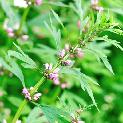 motherwort plants