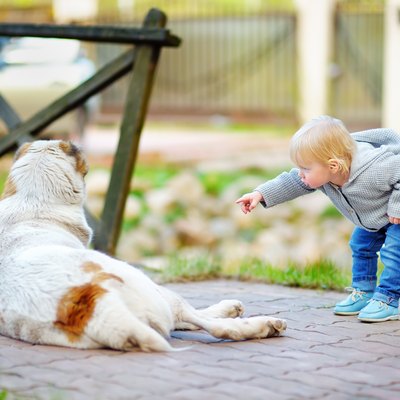 Toddler boy playing with dog