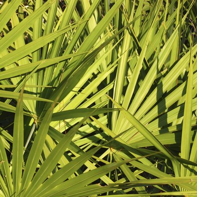 Saw Palmetto Background