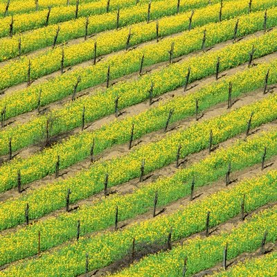 USA, California, Napa Valley, High angle view of mustard plants growing in a vineyard