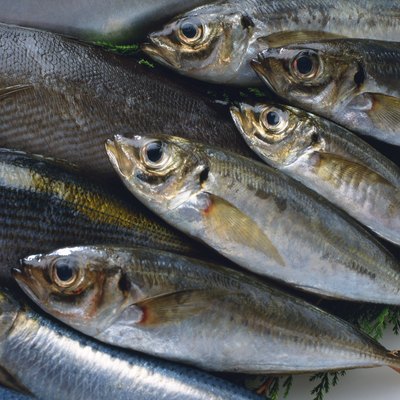 Horse Mackerels, Full frame, high angle view, close up