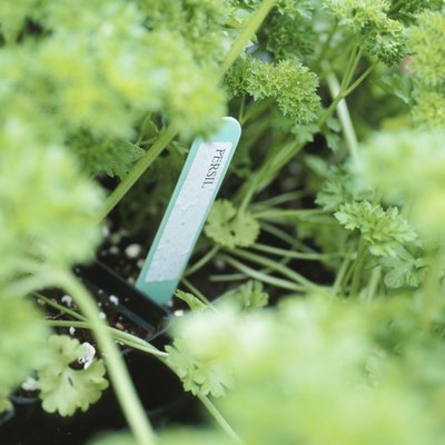 Parsley plants