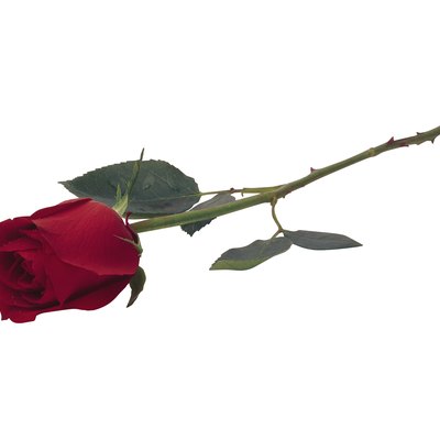Red rose