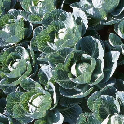 High angle view of cabbage plants
