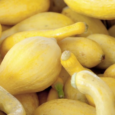 Squash