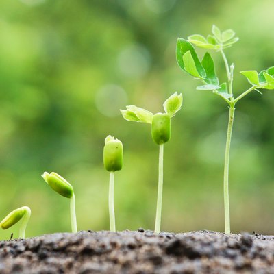 growing baby plants