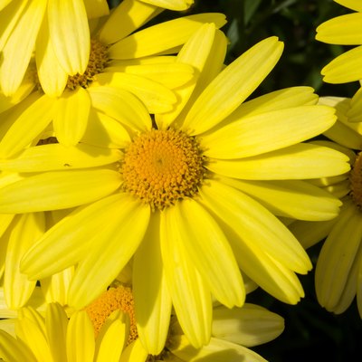 Close up of Arnica Flower