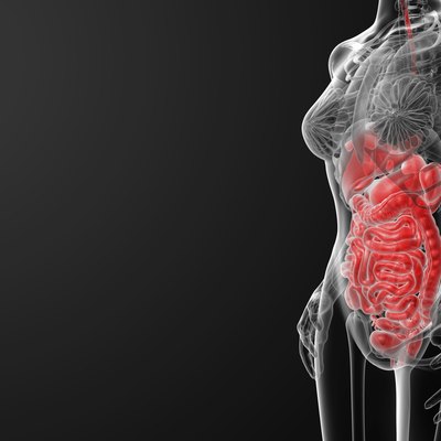3d render illustration of the female digestive system