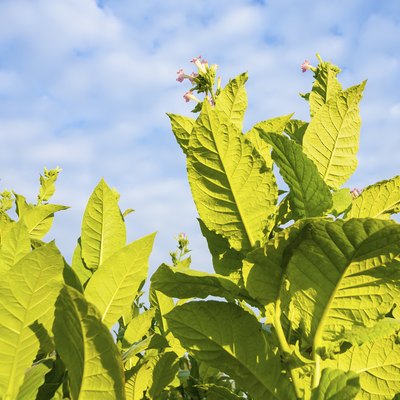 Green tobacco plants with large leaves and pink flowers.