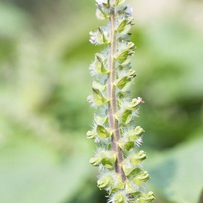 sweet basil