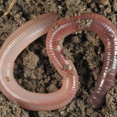 Earthworm Lumbricus terrestris in the soil