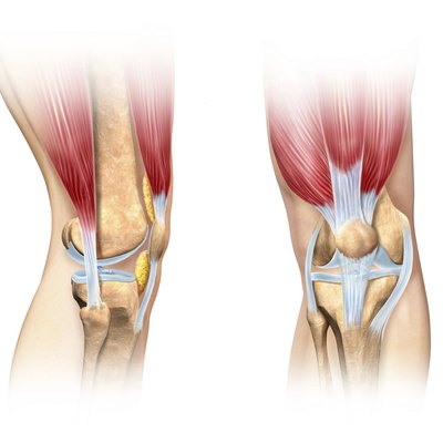 Human knee cutaway illustration. Anatomy image.