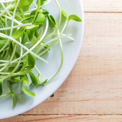 Sunflower sprouts